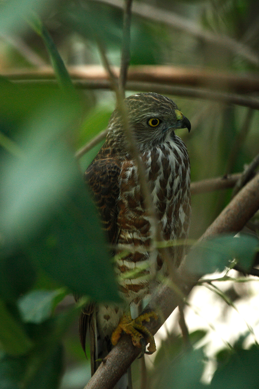 Shikra