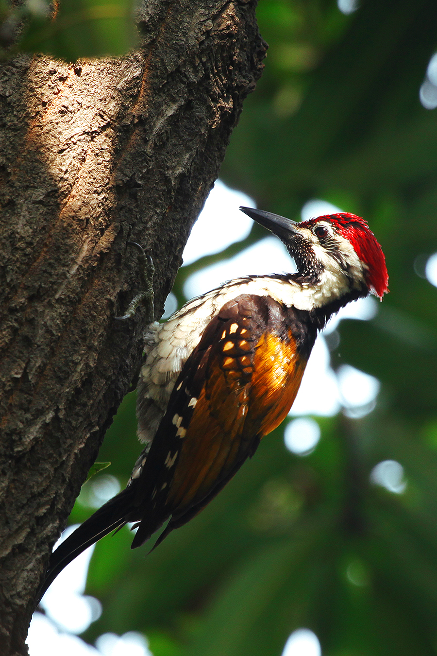Woodpecker
