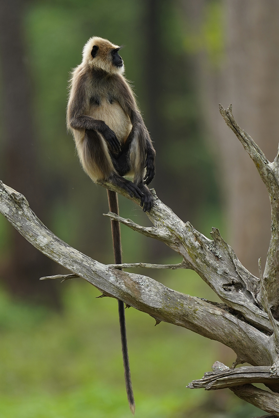 Langur 01