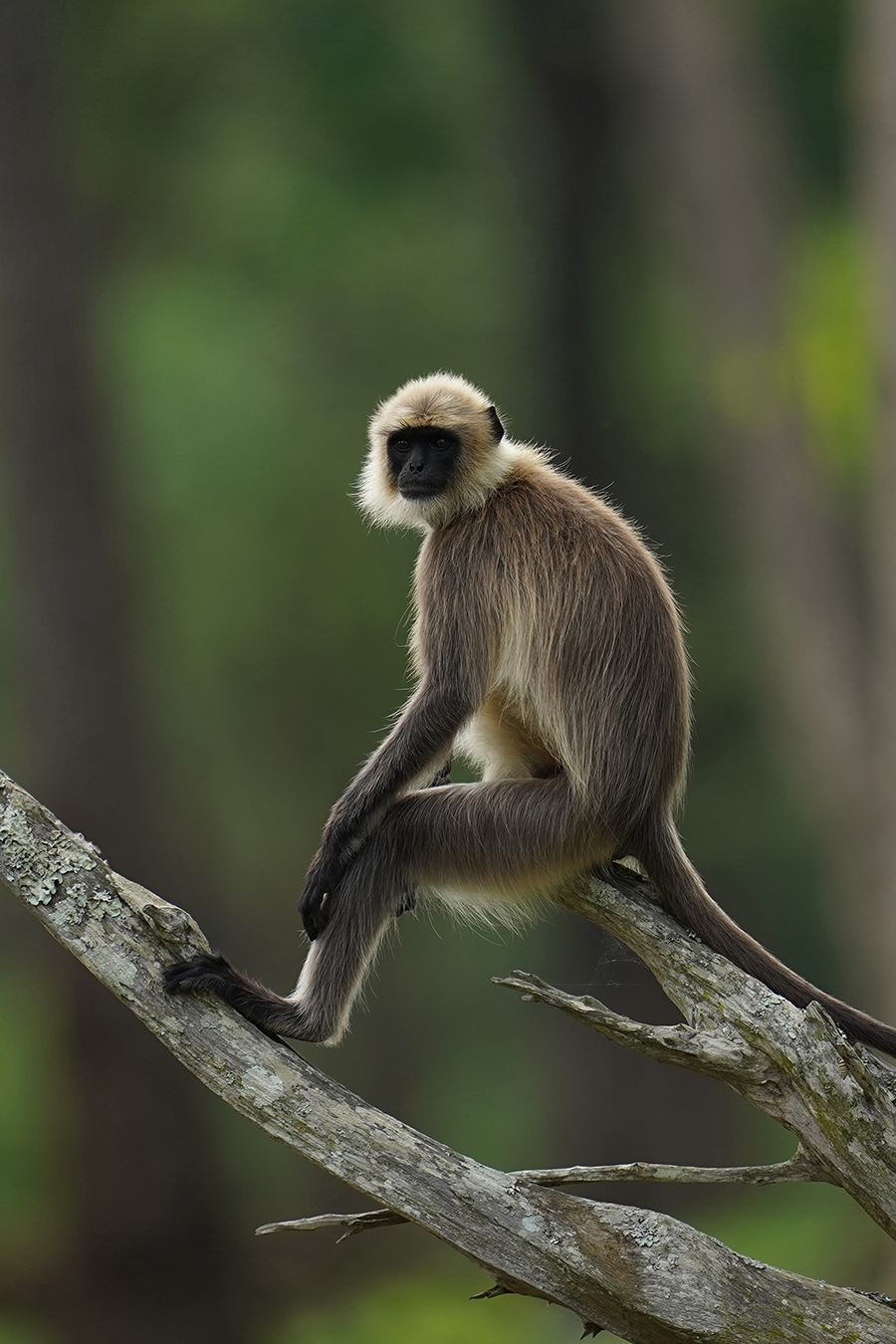 Langur 02