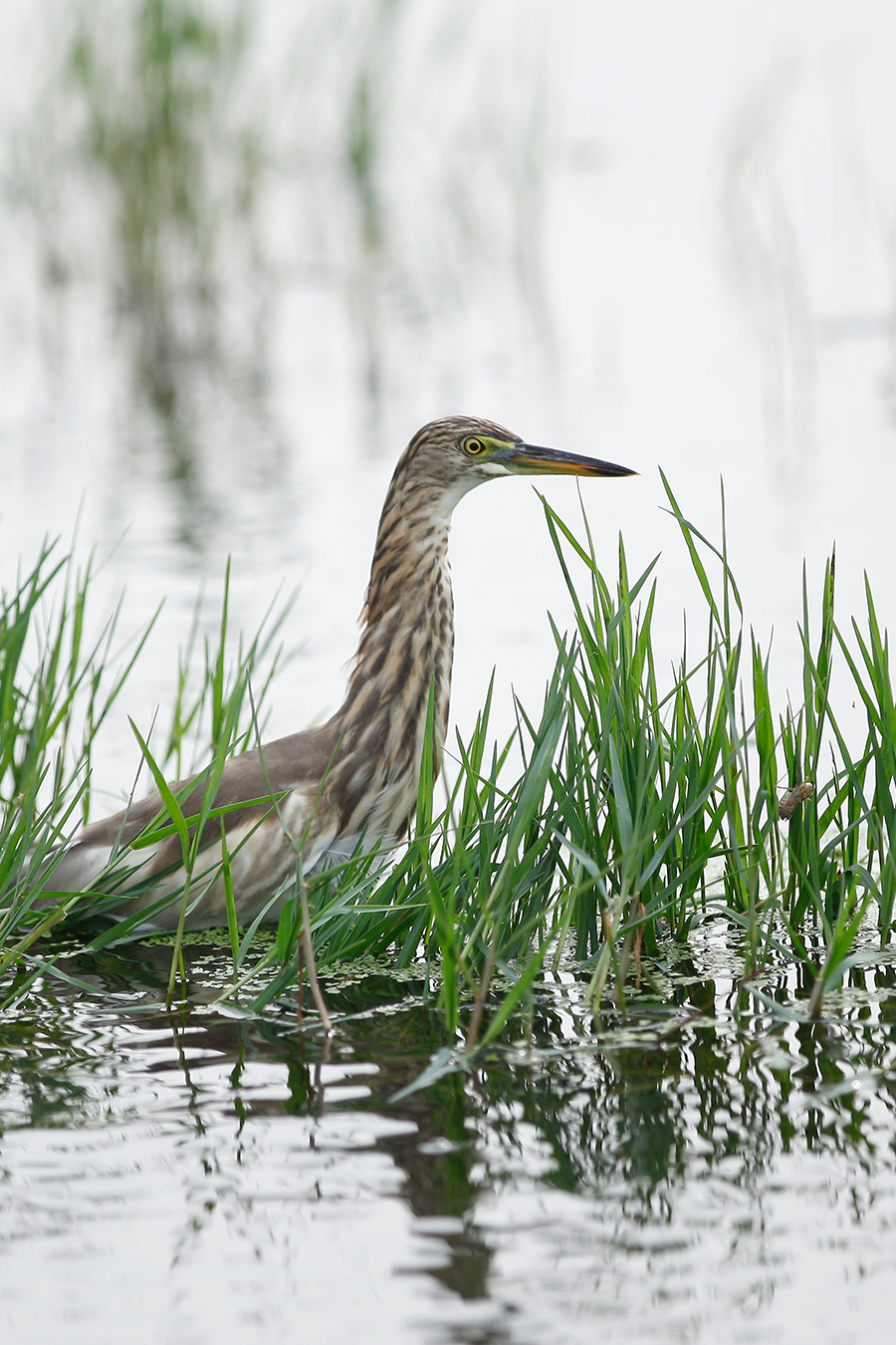 Pond Heron