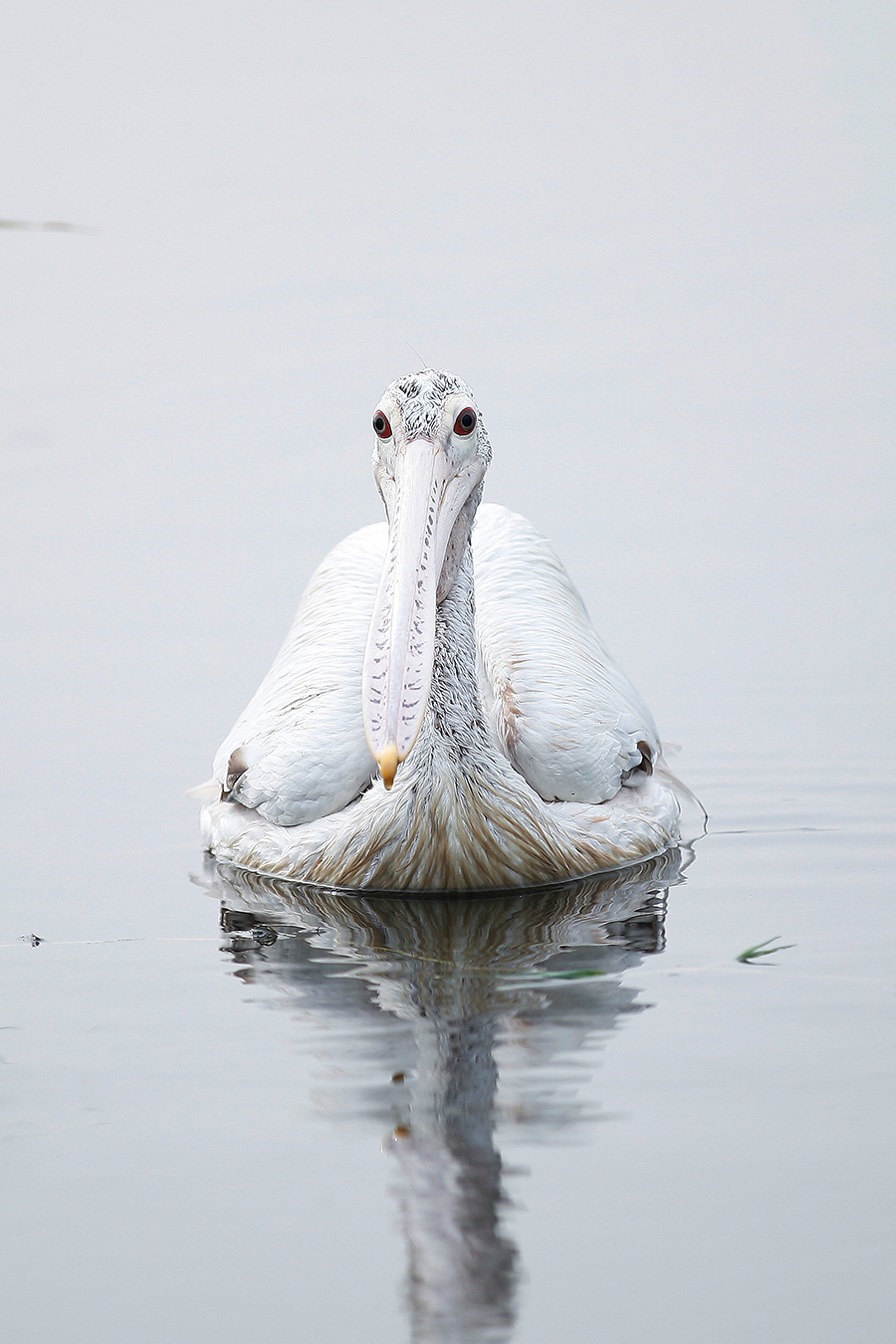 Pelican